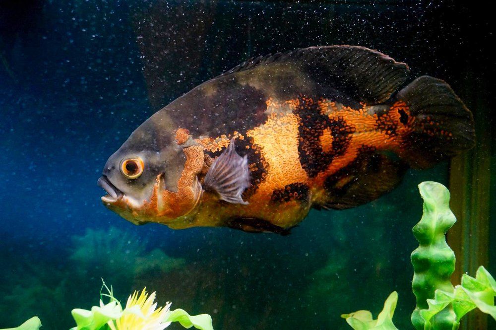 Тигровый астронотус