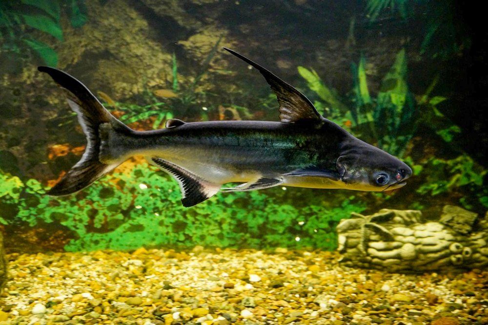 Сиамский пангасиус или акулий сом...