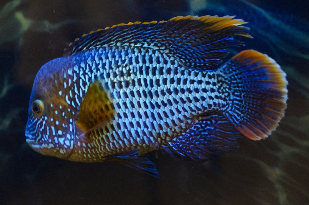 Цихлид.... Неоновый красавчик...