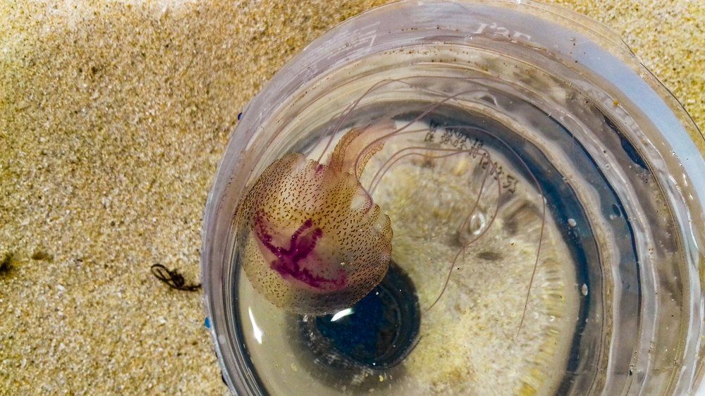 Обжигающая красота....