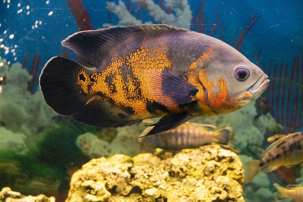 Оскар или Тигровый астронотус...