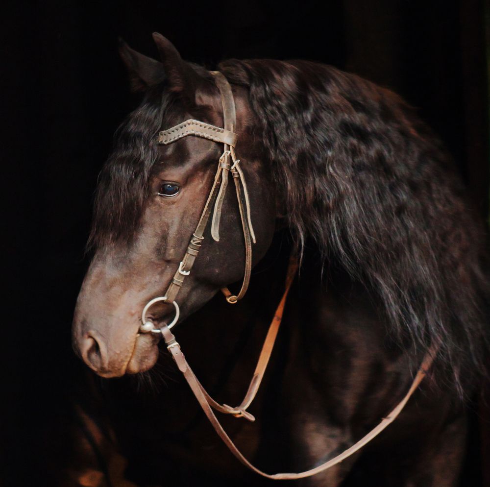 Вороной на тёмном