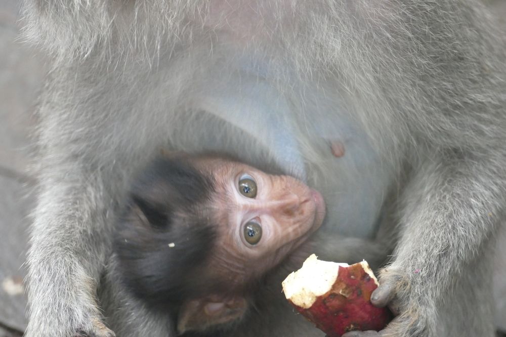 Baby monkey with mother
