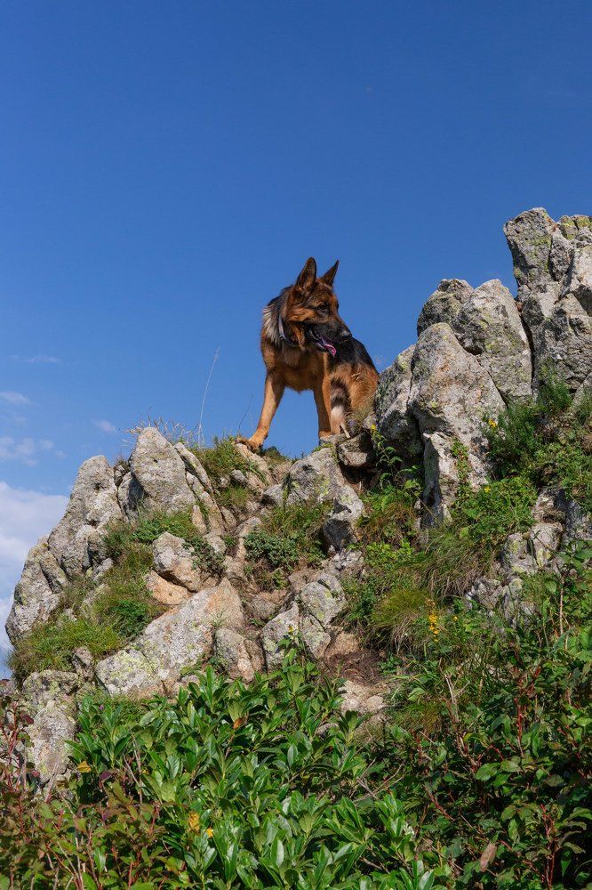 Воссоединение
