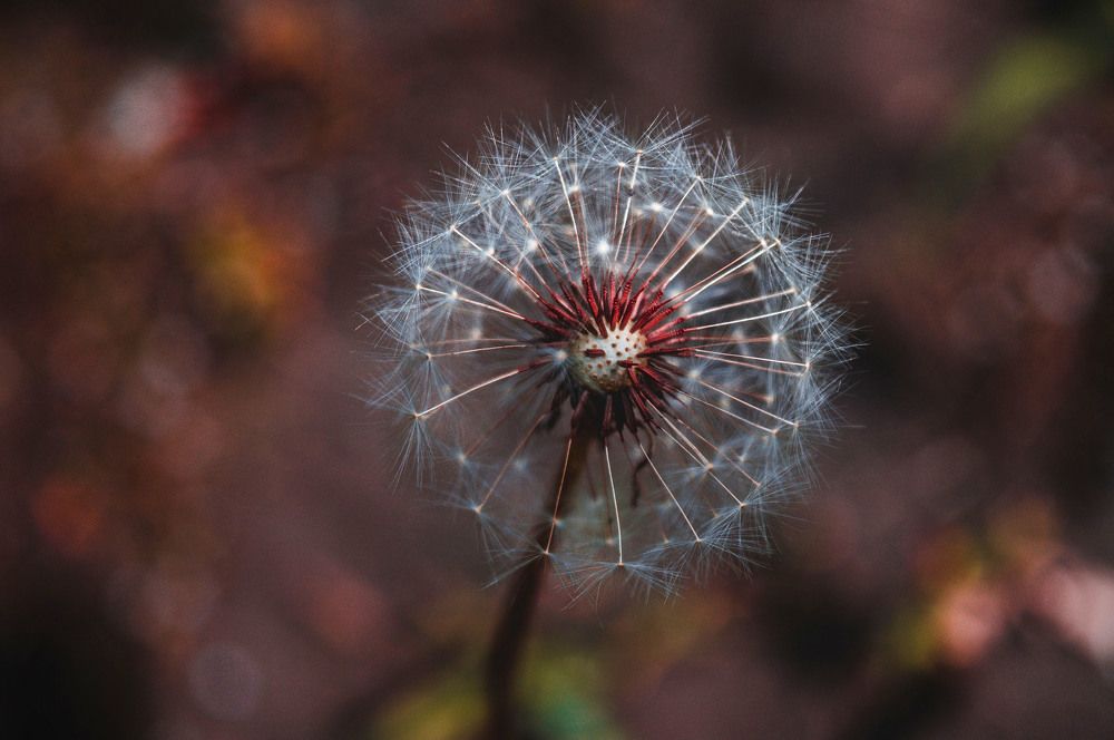 Dandelion