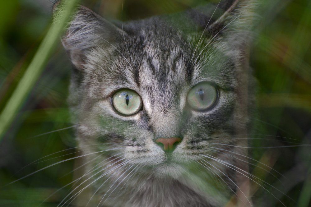 Взгляд хищника