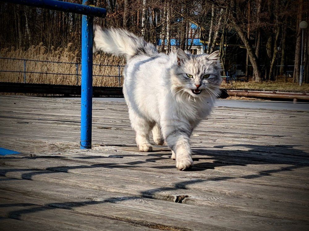 Говорящий кот