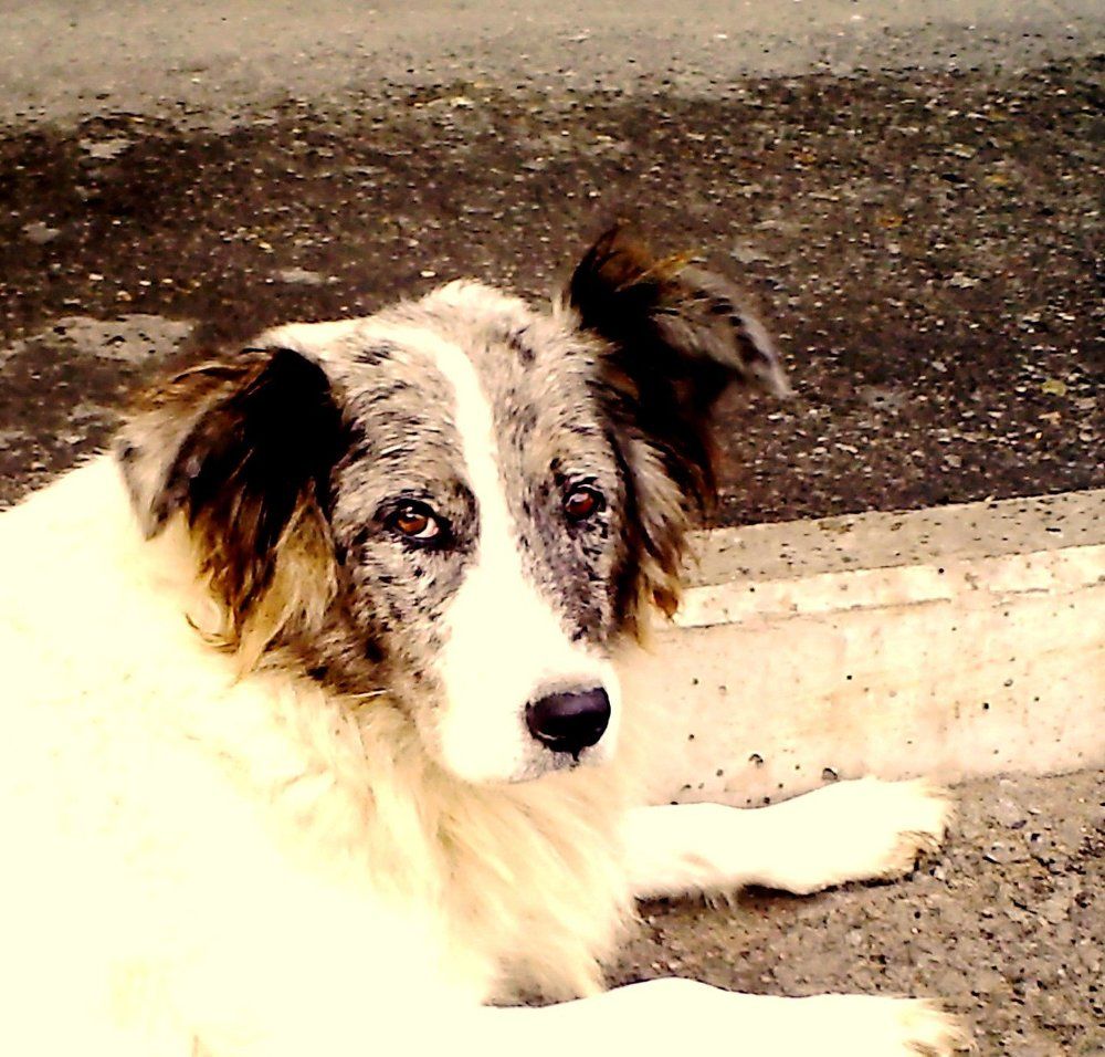 конопатая собака Кукла