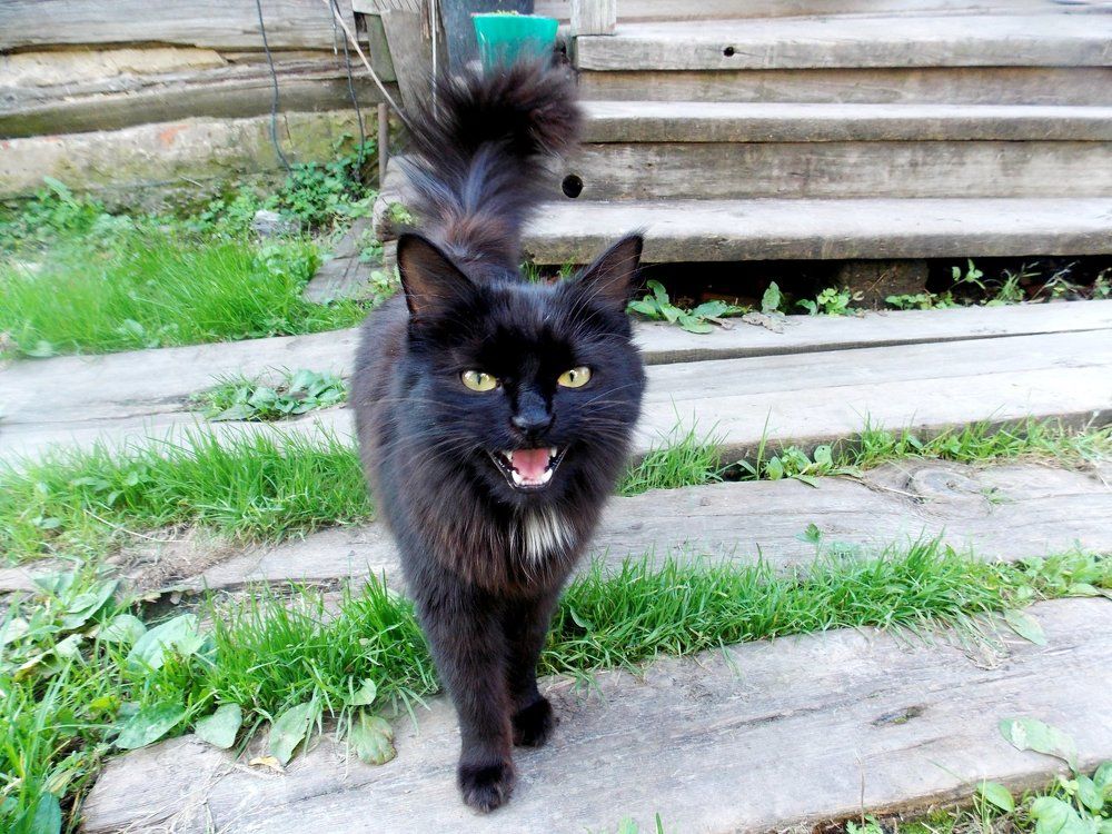 улыбка  почти чеширского