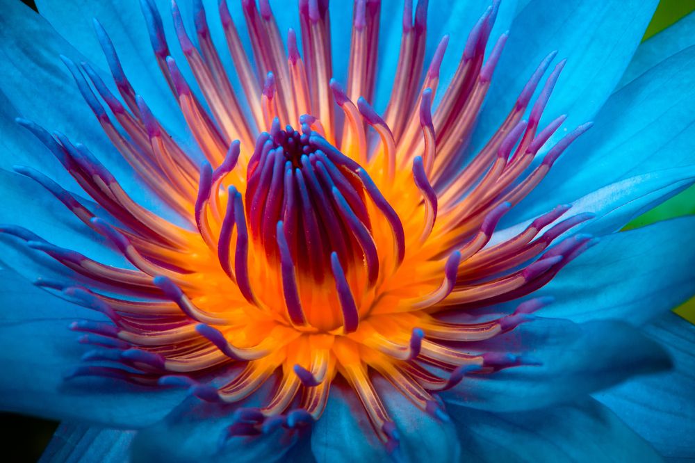 The miracle in the pond