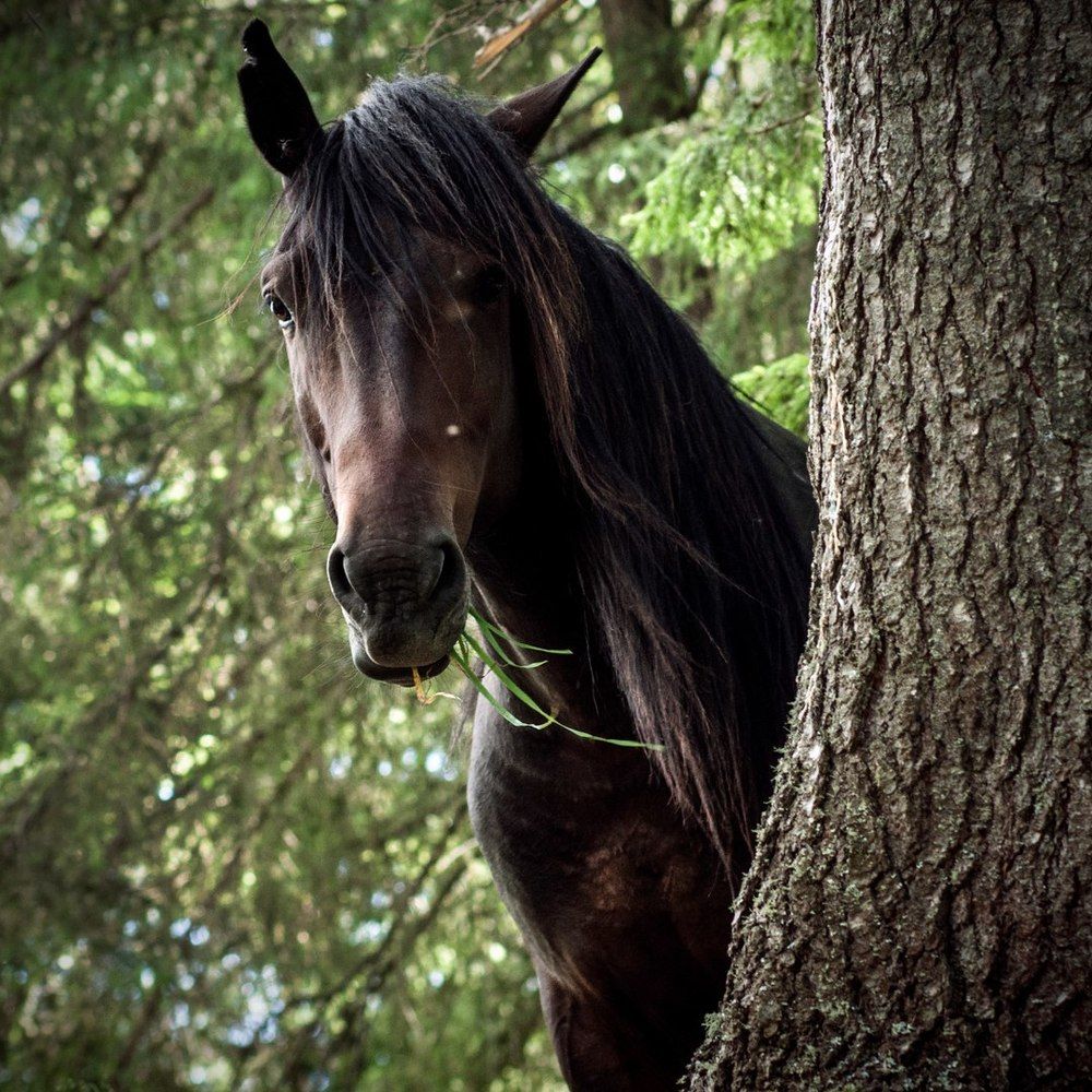Встреча на прогулке