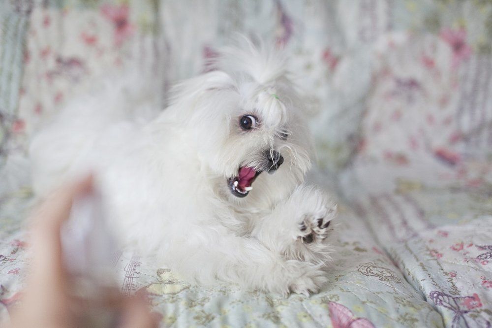 Почистим зубки?