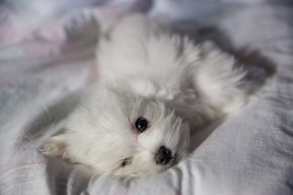 Без притворства