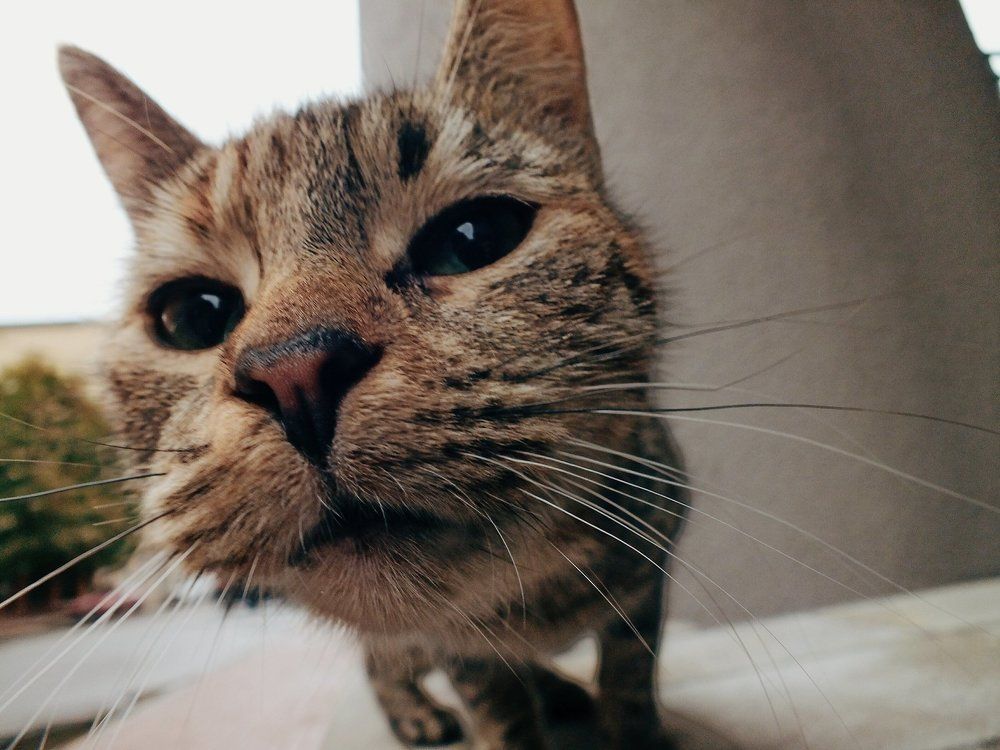 Усатый-полосатый