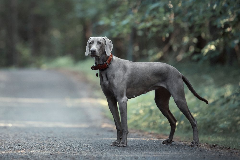 Photograph by Karina Saarestik