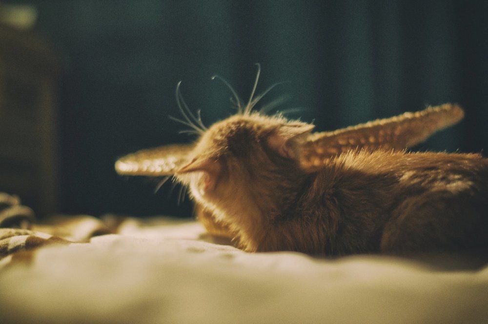 Наедине со шляпой