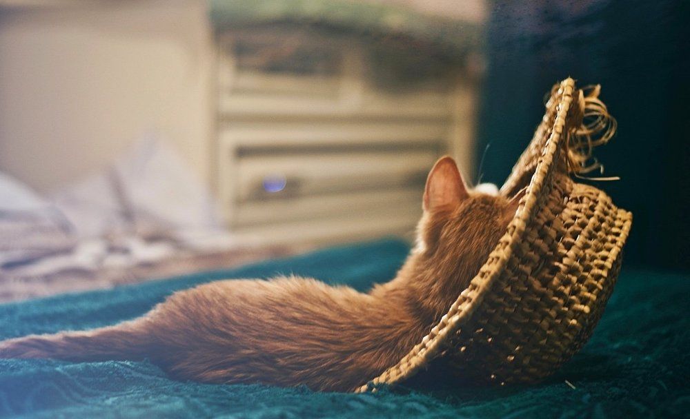 Чувство локтя