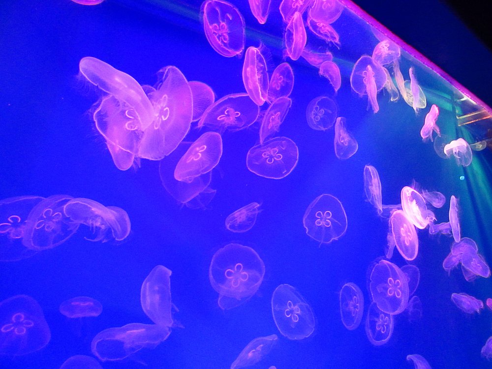 Неоновые медузы