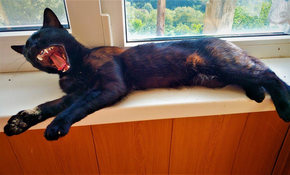 пантера в уменьшенном виде