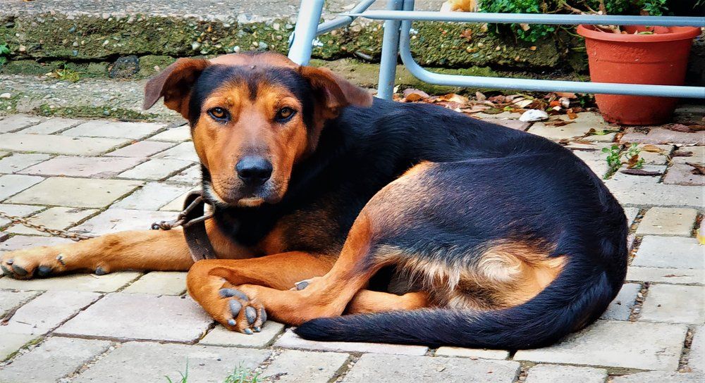 пес надежный сторож