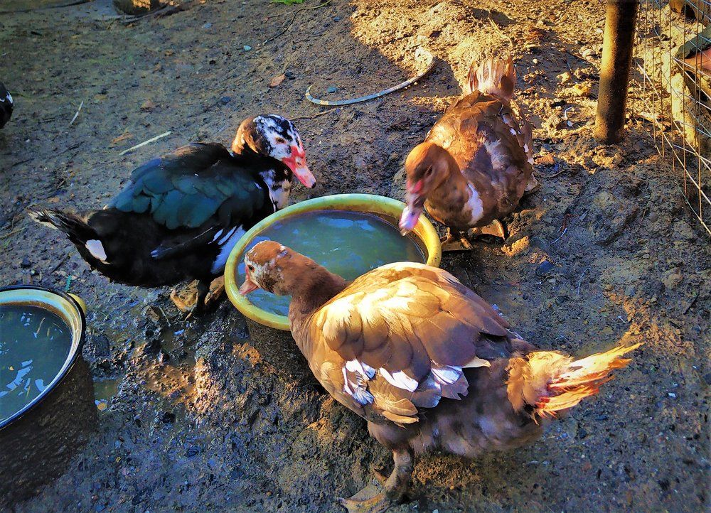 третим будешь