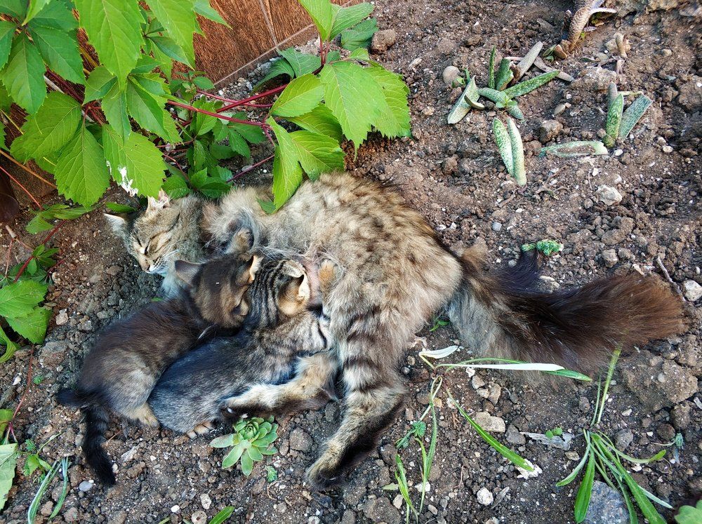 мамашка кормящая