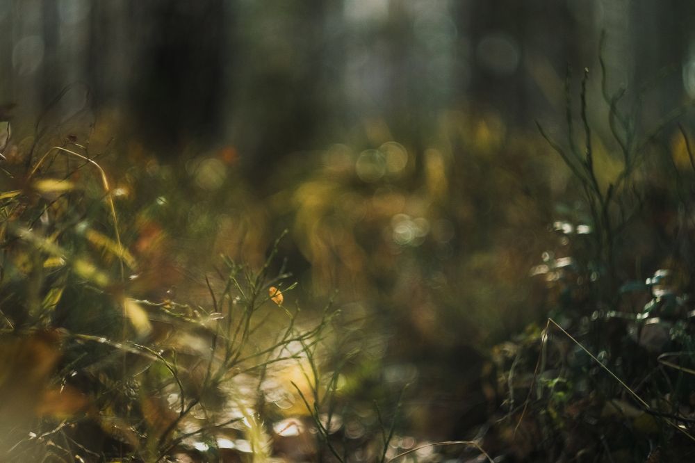 Photograph by Дмитрий Дегтярь