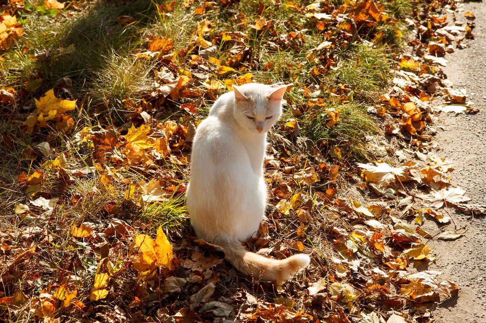 Греется на солнышке
