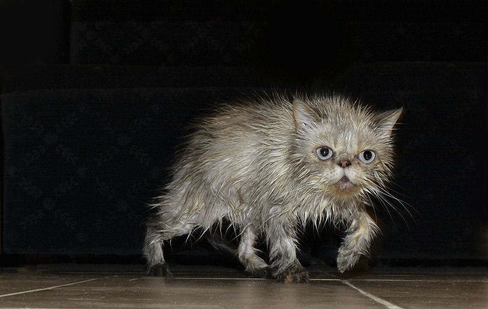 Ненавижу купаться!