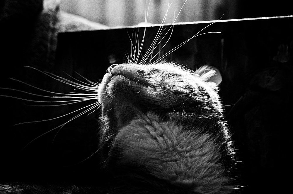 Photograph by Ольга Мальцева