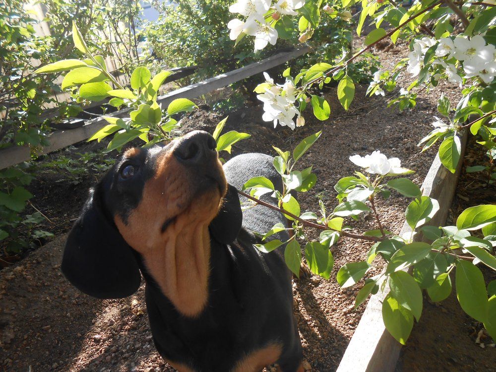 запах весны