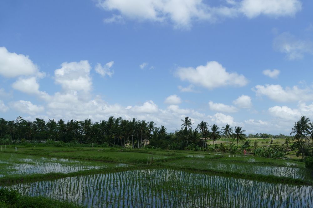 Rice field