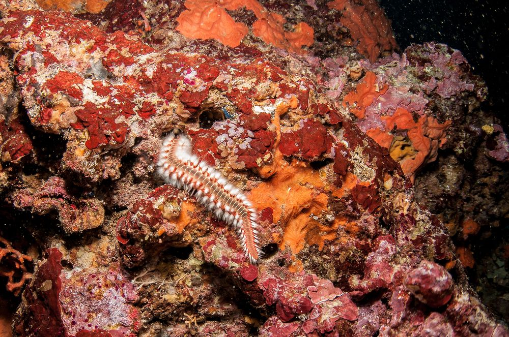 Этюд в багровых тонах