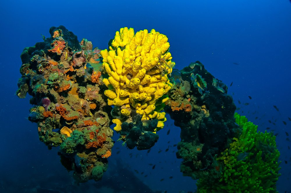 Морской букет