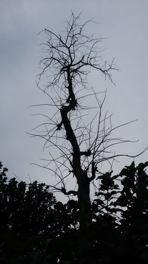 EVENING CLICK