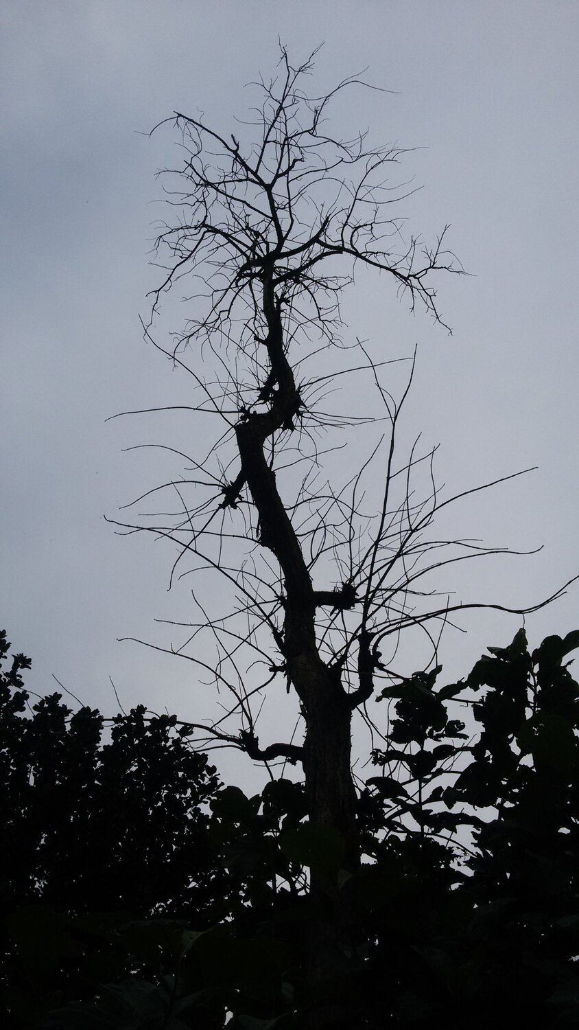 EVENING CLICK