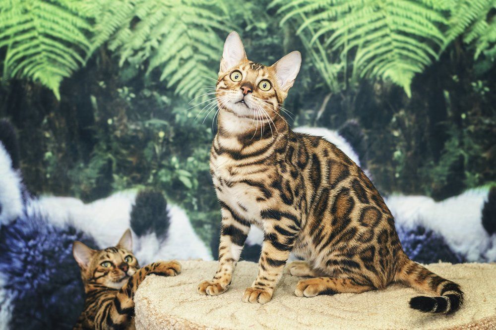 Без названия