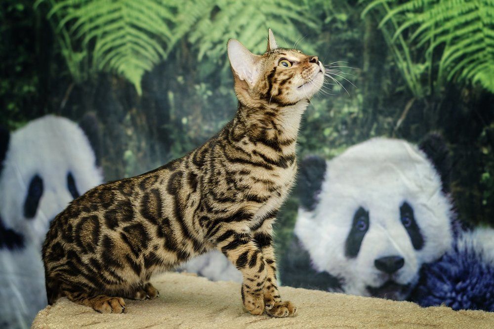 К атаке готов