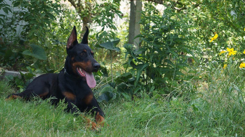 Best dog - doberman.