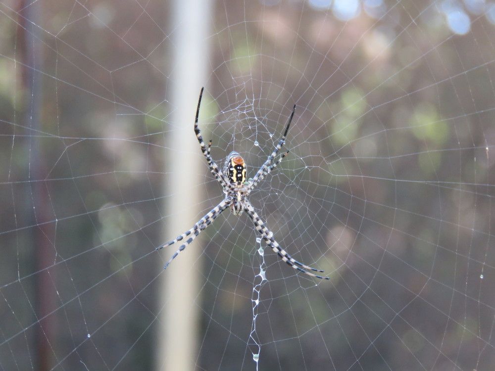 Spider Garden or Spider Hunter
