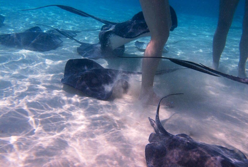 Rays in the Caribbean sea.