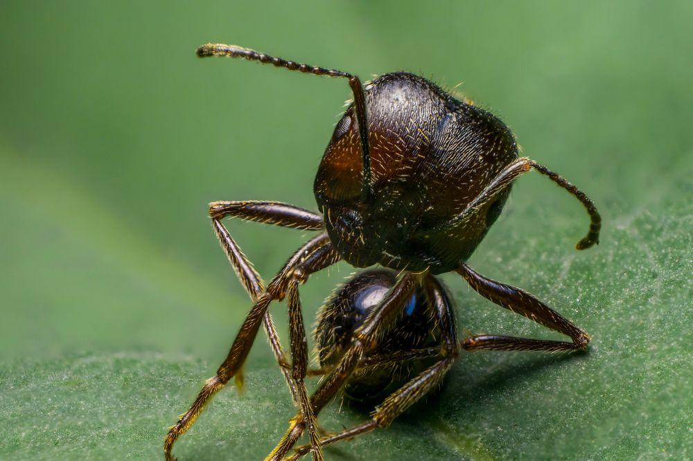 Сяду на пенек, съем пирожок