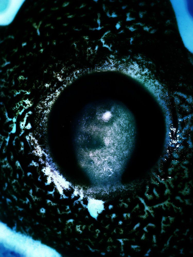 Photograph by Виктория Абрамчук