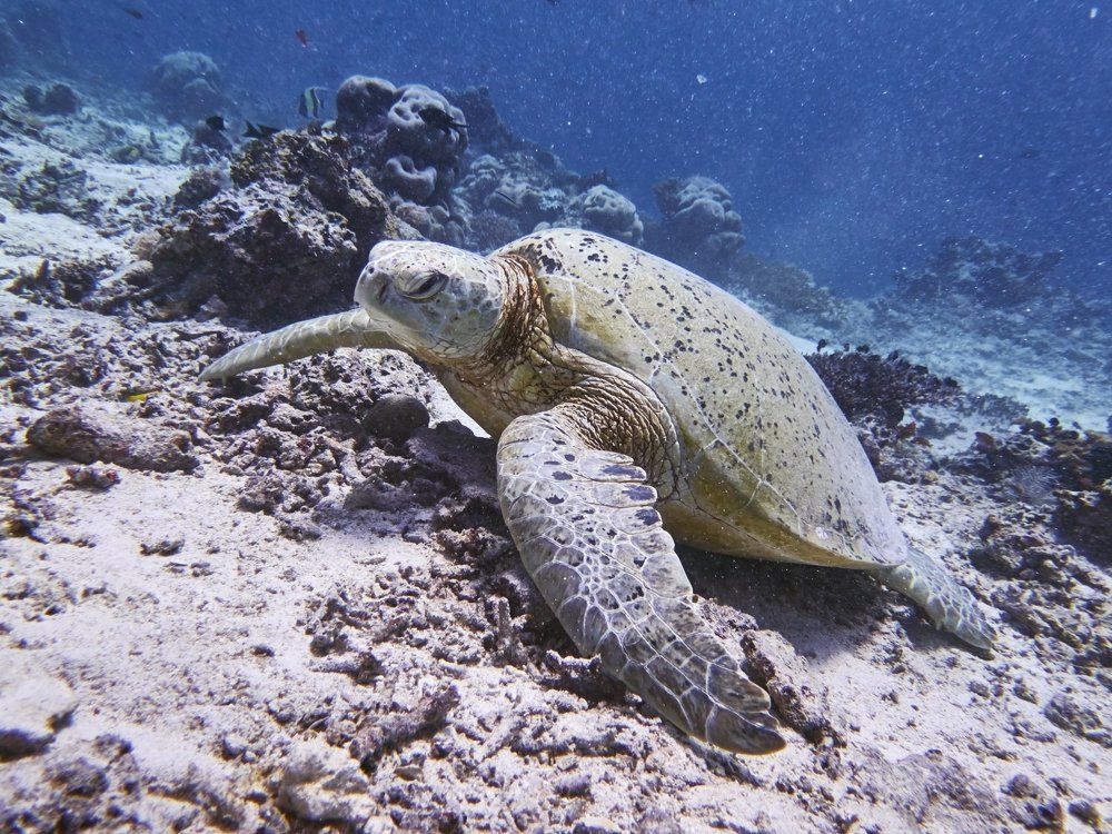 Прабабушка синих глубин
