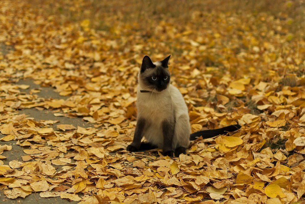 Золотой сентябрь...