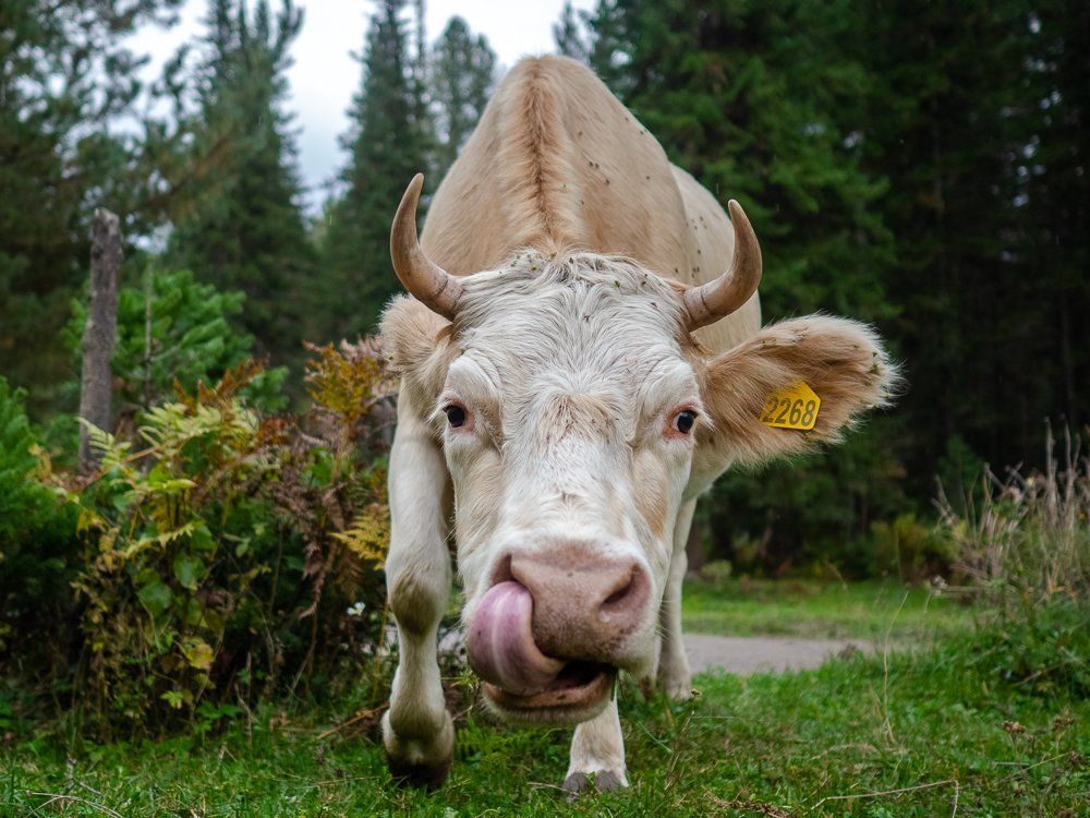 Photograph by Надежда Рачева