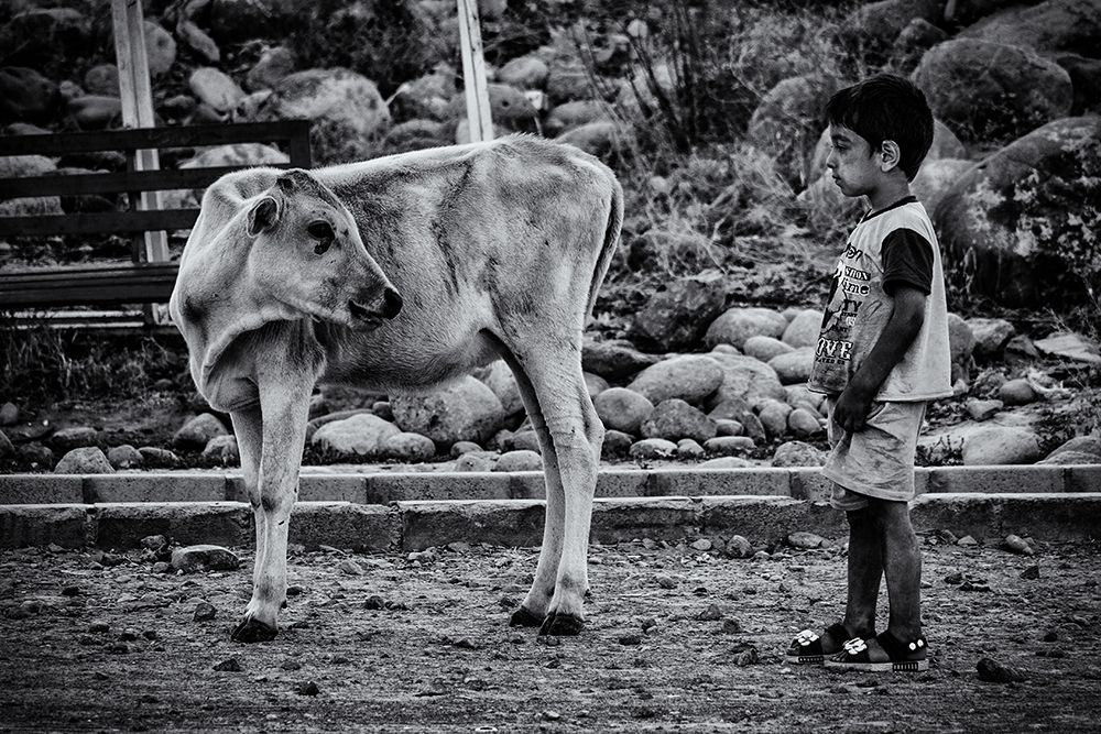 boy and cow