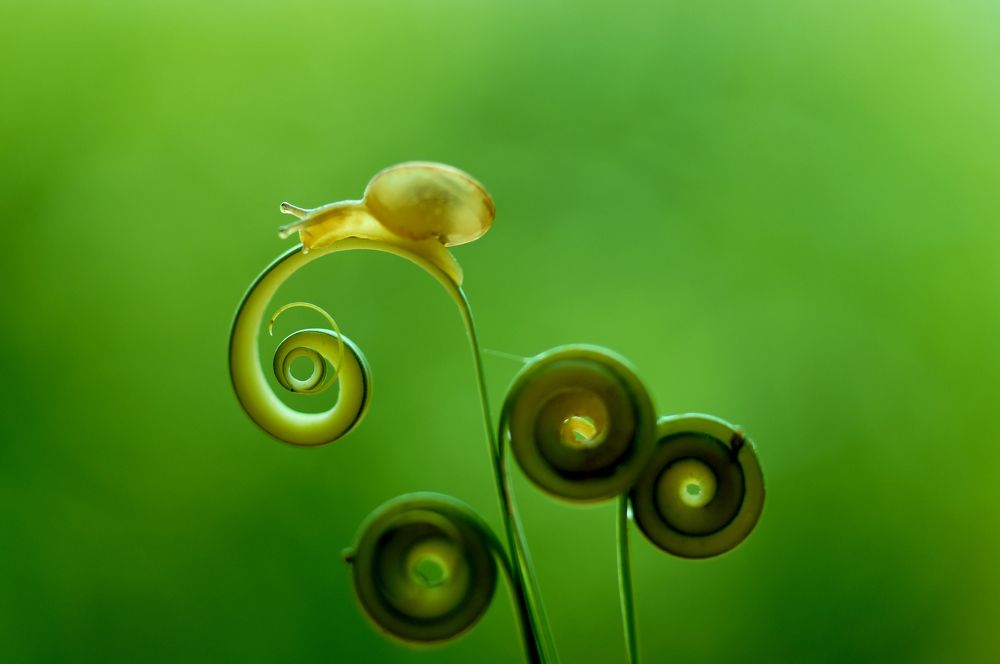 Beautiful world of small animals