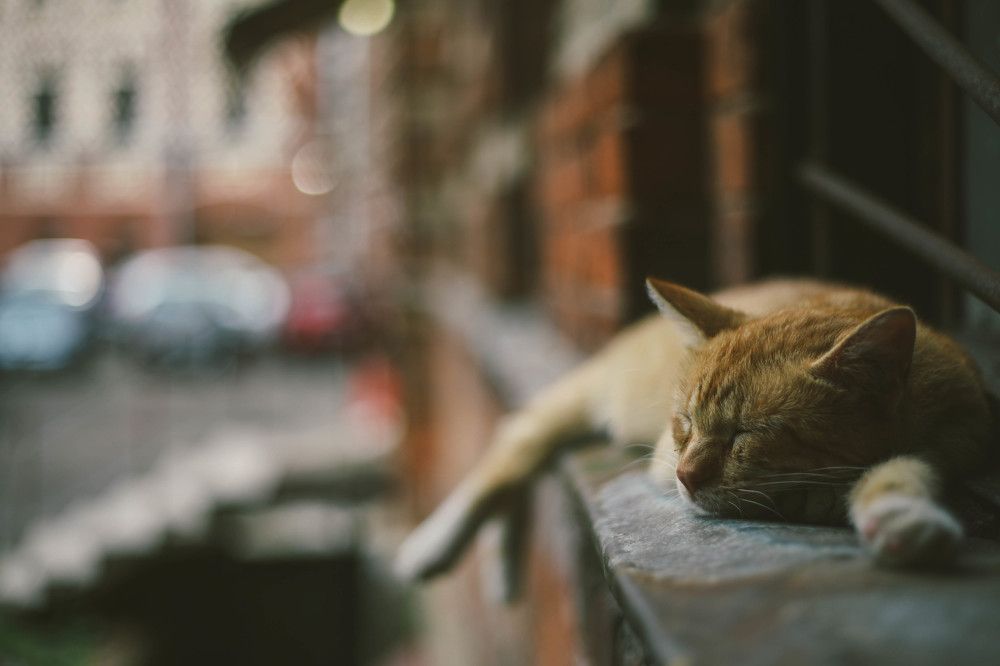 Отдых на подоконнике