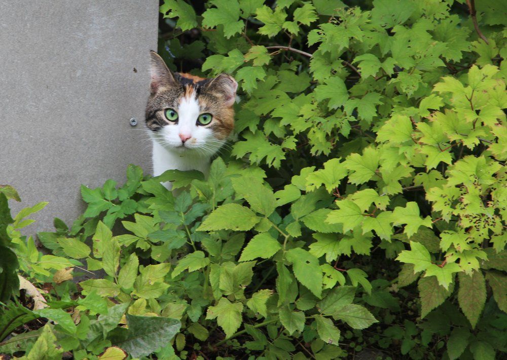 зеленоглазка